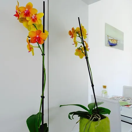 Apartment Harmony